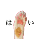 ハチワレのふく と 茶トラのめい（個別スタンプ：10）