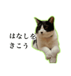 ハチワレのふく と 茶トラのめい（個別スタンプ：16）