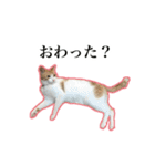 ハチワレのふく と 茶トラのめい（個別スタンプ：17）