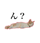 ハチワレのふく と 茶トラのめい（個別スタンプ：18）