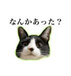 ハチワレのふく と 茶トラのめい（個別スタンプ：19）