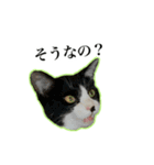 ハチワレのふく と 茶トラのめい（個別スタンプ：20）
