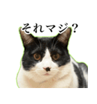 ハチワレのふく と 茶トラのめい（個別スタンプ：21）