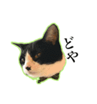 ハチワレのふく と 茶トラのめい（個別スタンプ：27）