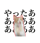 ハチワレのふく と 茶トラのめい（個別スタンプ：30）