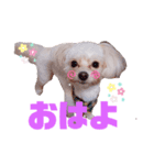 cocoOne.（個別スタンプ：1）
