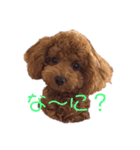 我が家のトイプーモコちゃん（個別スタンプ：3）