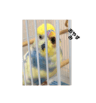 かわいいインコスタンプ4(可愛いー)（個別スタンプ：1）