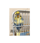 かわいいインコスタンプ4(可愛いー)（個別スタンプ：2）
