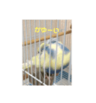 かわいいインコスタンプ4(可愛いー)（個別スタンプ：3）