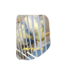 かわいいインコスタンプ4(可愛いー)（個別スタンプ：4）
