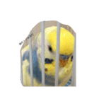 かわいいインコスタンプ4(可愛いー)（個別スタンプ：5）
