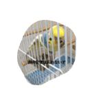 かわいいインコスタンプ4(可愛いー)（個別スタンプ：6）