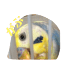 かわいいインコスタンプ4(可愛いー)（個別スタンプ：7）