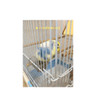 かわいいインコスタンプ4(可愛いー)（個別スタンプ：8）