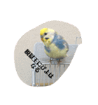 かわいいインコスタンプ4(可愛いー)（個別スタンプ：10）