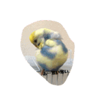 かわいいインコスタンプ4(可愛いー)（個別スタンプ：12）