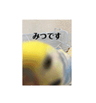 かわいいインコスタンプ4(可愛いー)（個別スタンプ：14）