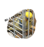かわいいインコスタンプ4(可愛いー)（個別スタンプ：15）
