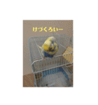 かわいいインコスタンプ4(可愛いー)（個別スタンプ：16）