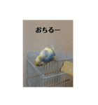 かわいいインコスタンプ4(可愛いー)（個別スタンプ：17）