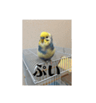 かわいいインコスタンプ4(可愛いー)（個別スタンプ：18）
