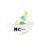 かわいいインコスタンプ4(可愛いー)（個別スタンプ：19）