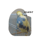 かわいいインコスタンプ4(可愛いー)（個別スタンプ：20）