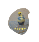 かわいいインコスタンプ4(可愛いー)（個別スタンプ：21）
