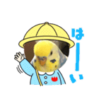 かわいいインコスタンプ4(可愛いー)（個別スタンプ：22）