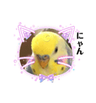 かわいいインコスタンプ4(可愛いー)（個別スタンプ：24）