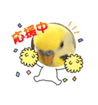 かわいいインコスタンプ4(可愛いー)（個別スタンプ：32）