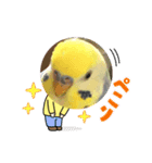 かわいいインコスタンプ4(可愛いー)（個別スタンプ：34）