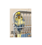かわいいインコスタンプ3(可愛いー)（個別スタンプ：1）