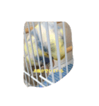 かわいいインコスタンプ3(可愛いー)（個別スタンプ：5）
