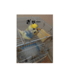 かわいいインコスタンプ3(可愛いー)（個別スタンプ：13）