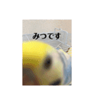 かわいいインコスタンプ3(可愛いー)（個別スタンプ：14）