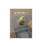 かわいいインコスタンプ3(可愛いー)（個別スタンプ：16）