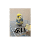 かわいいインコスタンプ3(可愛いー)（個別スタンプ：18）