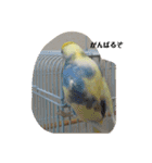 かわいいインコスタンプ3(可愛いー)（個別スタンプ：19）