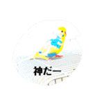かわいいインコスタンプ3(可愛いー)（個別スタンプ：20）