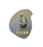 かわいいインコスタンプ3(可愛いー)（個別スタンプ：22）