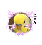 かわいいインコスタンプ3(可愛いー)（個別スタンプ：24）