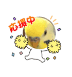 かわいいインコスタンプ3(可愛いー)（個別スタンプ：31）