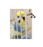 かわいいインコスタンプ1(可愛いー)（個別スタンプ：1）