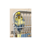かわいいインコスタンプ1(可愛いー)（個別スタンプ：2）