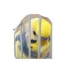 かわいいインコスタンプ1(可愛いー)（個別スタンプ：4）