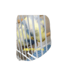 かわいいインコスタンプ1(可愛いー)（個別スタンプ：6）