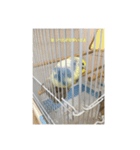かわいいインコスタンプ1(可愛いー)（個別スタンプ：7）