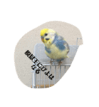 かわいいインコスタンプ1(可愛いー)（個別スタンプ：9）